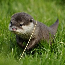 Схема вышивки «выдренок»