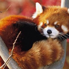 Схема вышивки «красная панда»