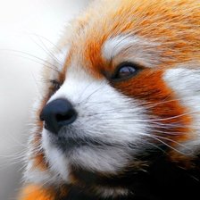 Схема вышивки «красная панда»