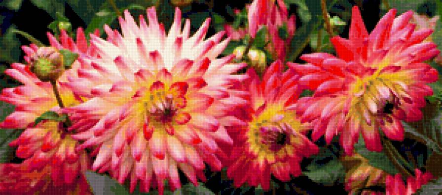 Георгины пано - природа, георгины, цветы, букеты, лето - предпросмотр