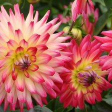 Схема вышивки «Георгины пано»