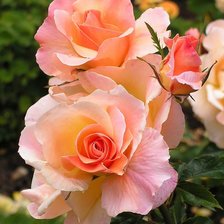 Схема вышивки «Розы 2»