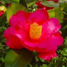 Схема вышивки «Подушка»