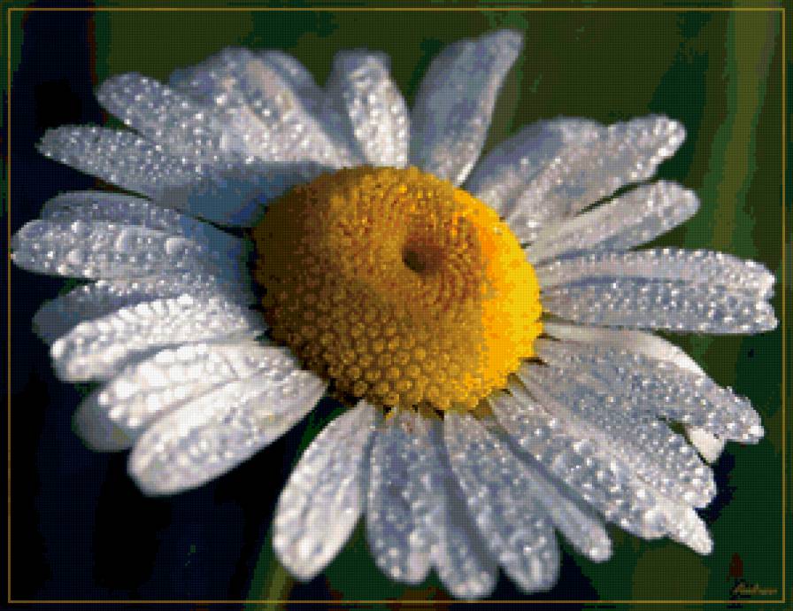 ромашка - цветы - предпросмотр