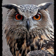 Схема вышивки «Филин.»