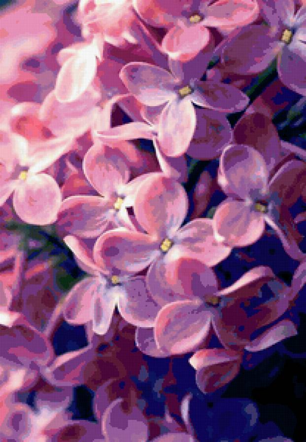 сирень - сирень, цветы, природа - предпросмотр