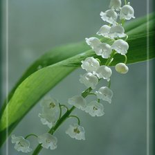 Схема вышивки «ландыш»