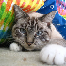 Схема вышивки «кошак»