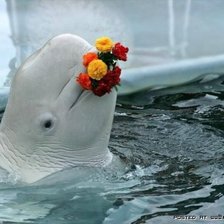 Схема вышивки «Белуха»