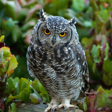 Схема вышивки «Мудрая голова»