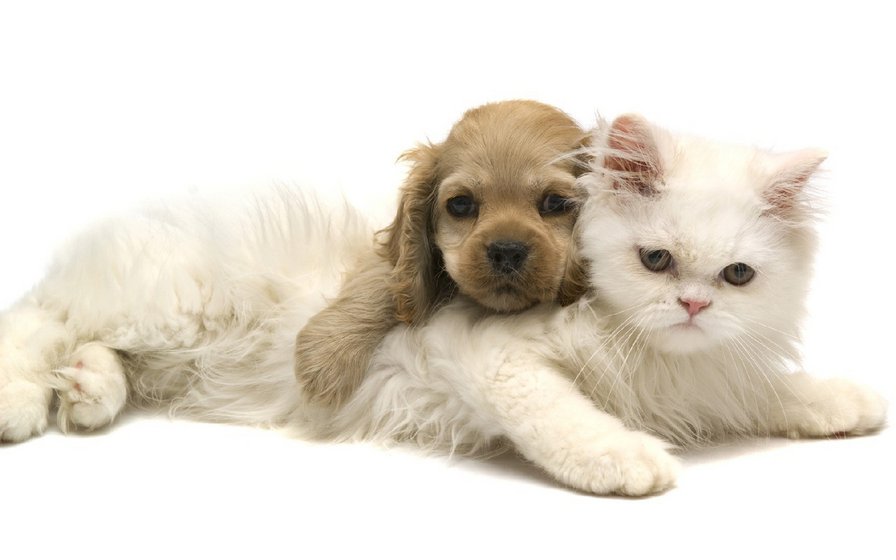 Друзья - собака, кот, друзья - оригинал