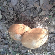 Схема вышивки «грибы»