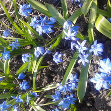 Схема вышивки «подснежники»