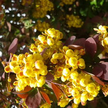 Схема вышивки «барбарис»