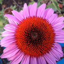 Схема вышивки «эхинацея»