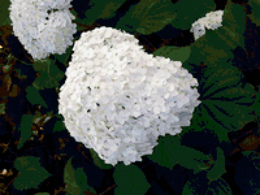 гортензия - гортензия, цветы - предпросмотр