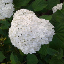 гортензия