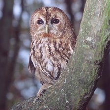 Схема вышивки «Совушка.»