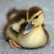 Схема вышивки «гусенок»