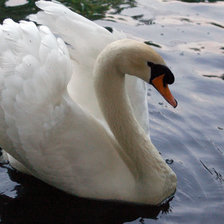 Схема вышивки «лебедь белая»