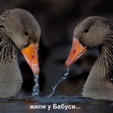 Схема вышивки «серые гуси»