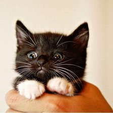 Схема вышивки «котенок»