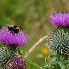 Схема вышивки «Чертополох»
