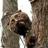 Схема вышивки «ух ты,где я!»