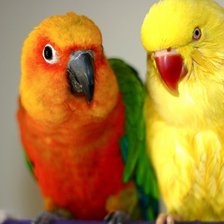 Схема вышивки «Парочка попугаев»