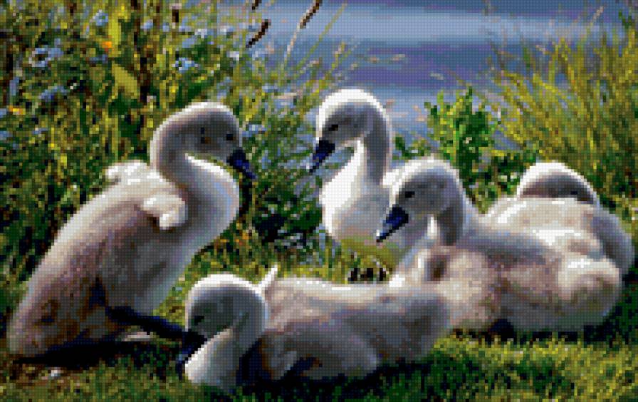 птенцы лебеди - птицы - предпросмотр