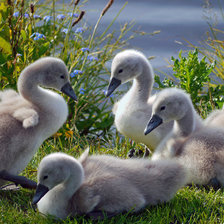 птенцы лебеди