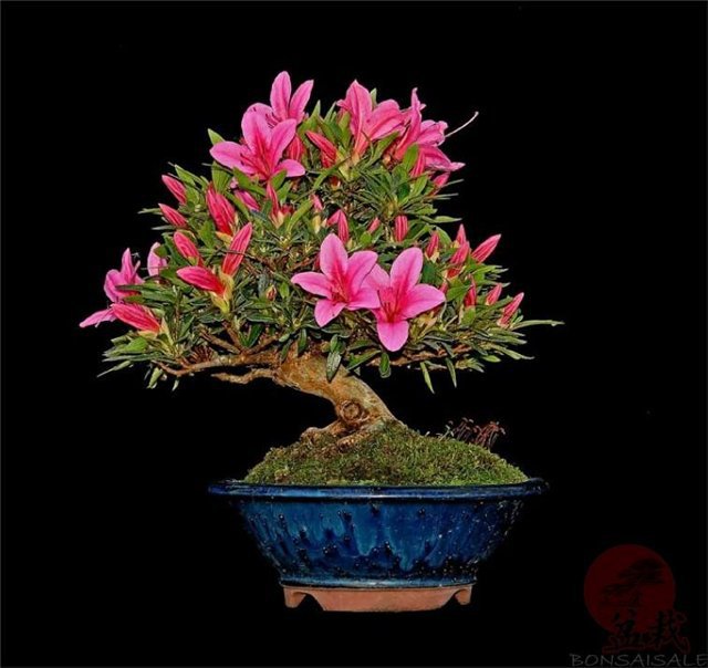 Цветущий бонсай - восток, азия, цветы - оригинал