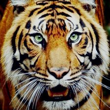 Схема вышивки «№433111»