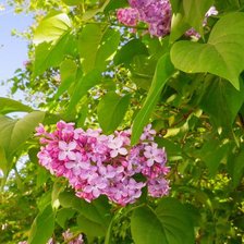 Схема вышивки «Сирень»