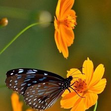 Схема вышивки «бабочка»