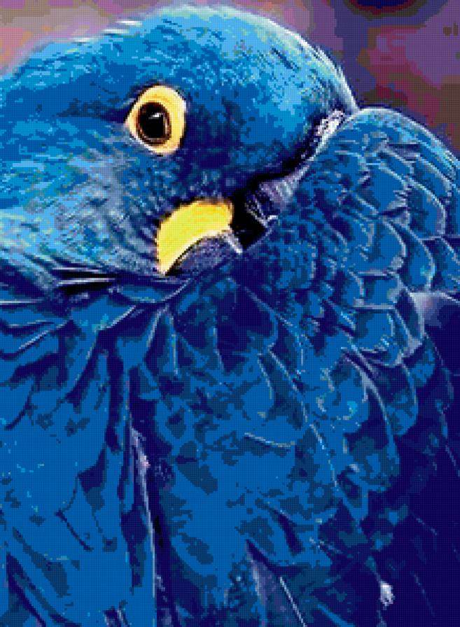 попугай - птица, попугай - предпросмотр