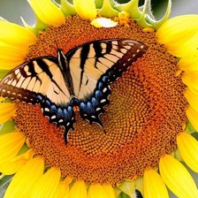 Схема вышивки «бабочка и подсолнух»