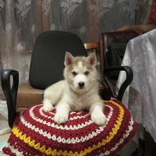 Принц Персии(Хася)