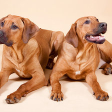 Схема вышивки «риджбеки»