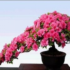 Схема вышивки «Цветущий бонсай»