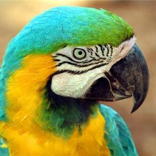 Схема вышивки «попугай»