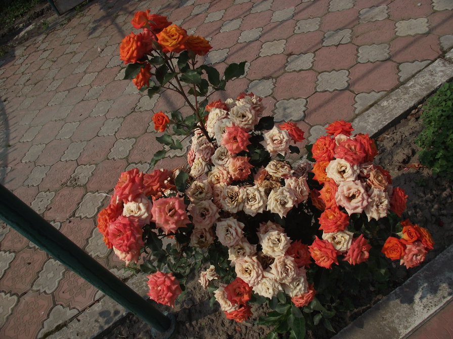 галині троянди - оригинал