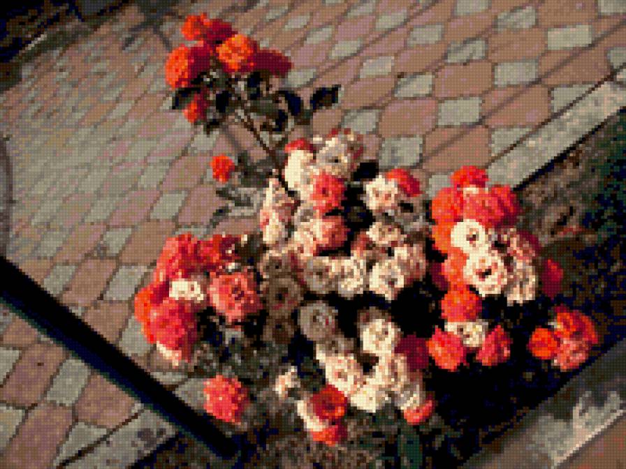 галині троянди - предпросмотр