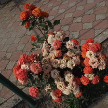 Схема вышивки «галині троянди»