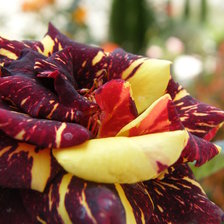 Схема вышивки «№433603»