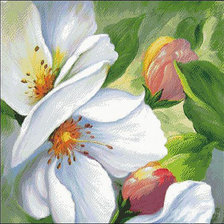 Яблоневый цвет