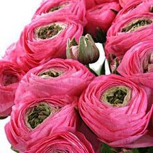 Схема вышивки «ранункулюсы роз»