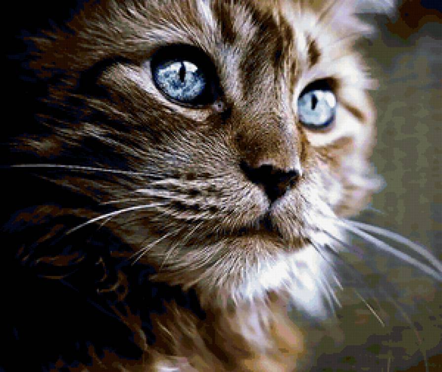 красавец - кот, котенок, животные, друг - предпросмотр