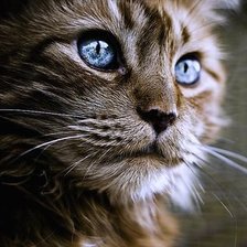 Схема вышивки «красавец»