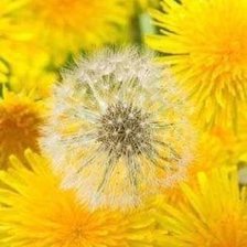 Схема вышивки «одевенчик»